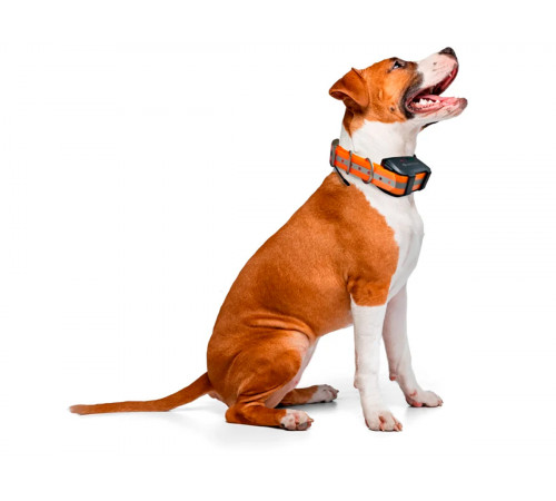 Базовая станция Artelv Tracker + GPS-ошейник Artelv Collar, УКВ/GSM/LTE в Москве